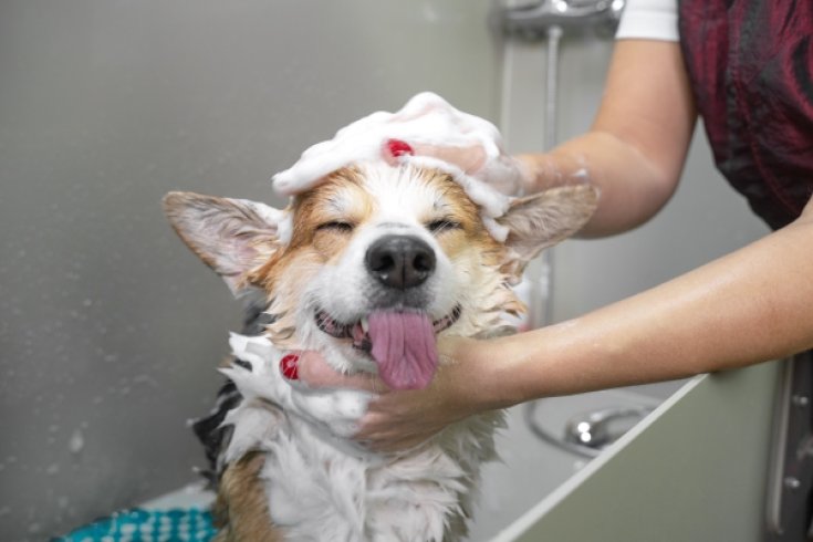 Giving Your Dog a Bath Without Clogging the Drain