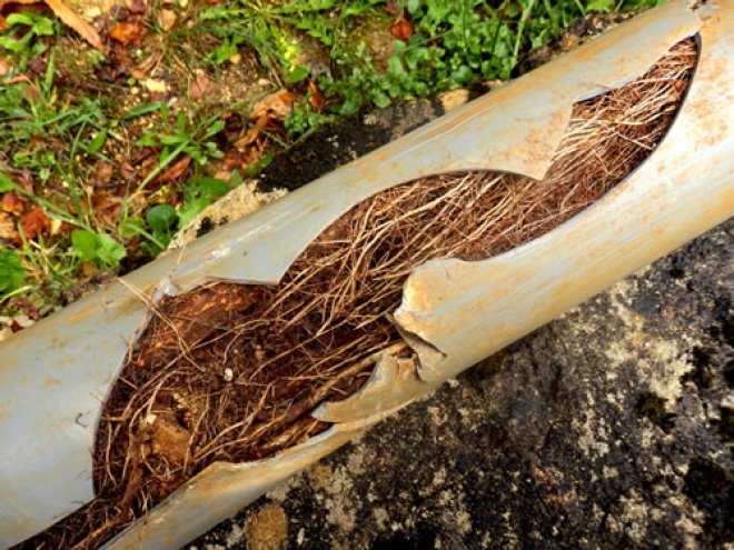 Can Trees or Shrubs Damage Your Sewer Lines?